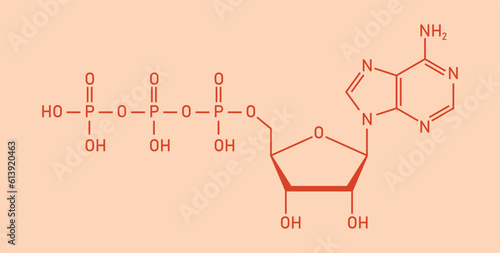 Chemical structure of Adenosine triphosphate (ATP) (C10H16N5O13P3). adenine ribose and three phosphate groups. Chemical resources for teachers and students. Vector illustration.