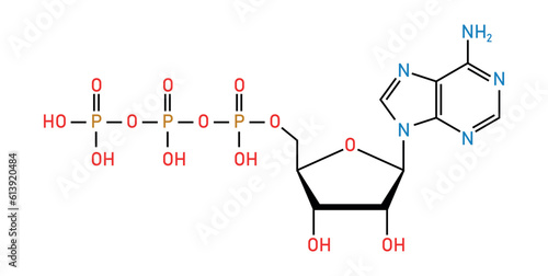 Chemical structure of Adenosine triphosphate (ATP) (C10H16N5O13P3). adenine ribose and three phosphate groups. Chemical resources for teachers and students. Vector illustration.