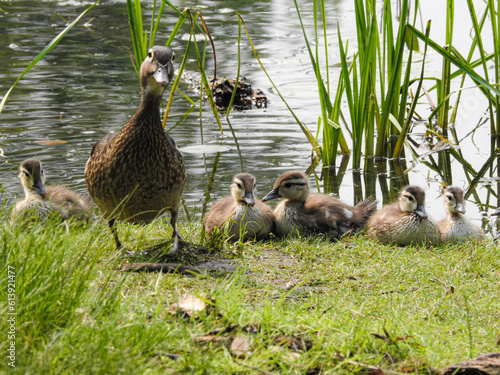Canvas Print Mother wood duck with her many chicks along the river's edge
