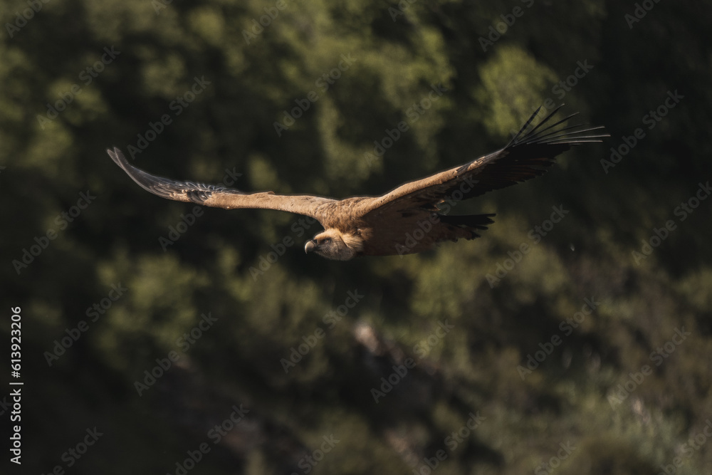 Silhouetted against the expansive sky, a vulture soars with graceful wings outstretched, casting its watchful gaze over the deep majestic canyon below Silhouetted against the expansive sky, a vulture soars with graceful wings outstretched, casting its watchful gaze over the deep majestic canyon below