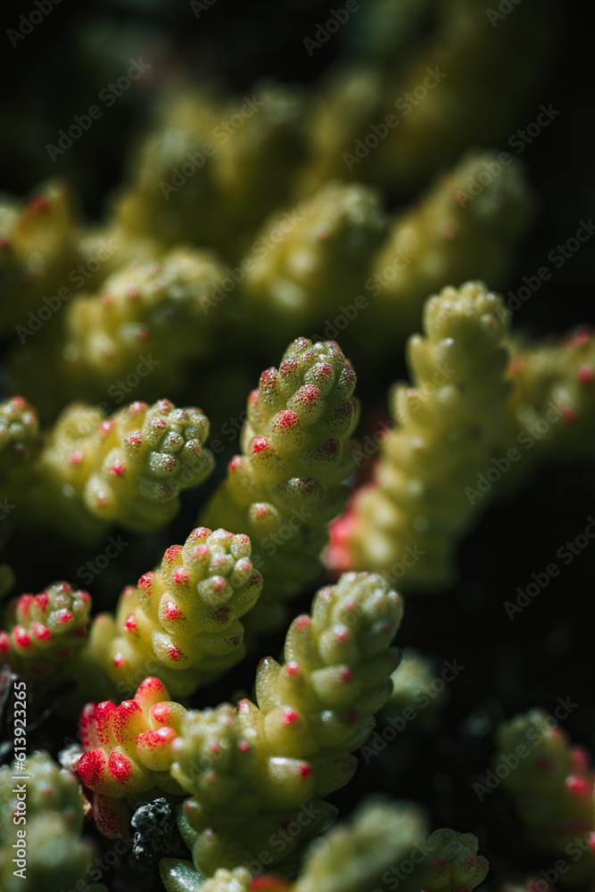 Fototapeta premium In the realm of the minuscule, a macro lens reveals the intricate beauty of a succulent, unveiling its mesmerizing patterns and luscious textures