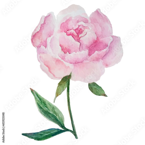 Pink Watercolor Flower White Background