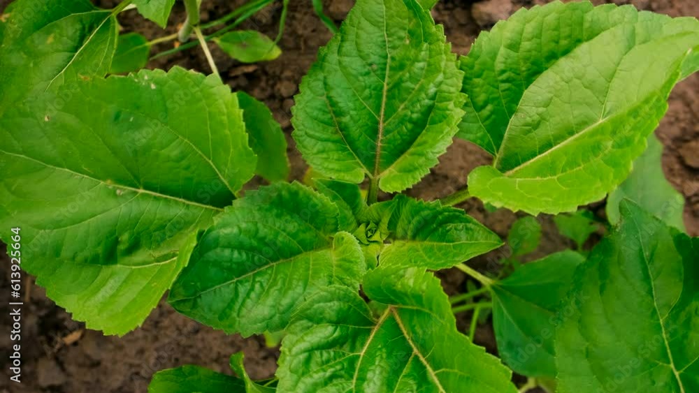 Sunflower grows on the field. Selective focus.