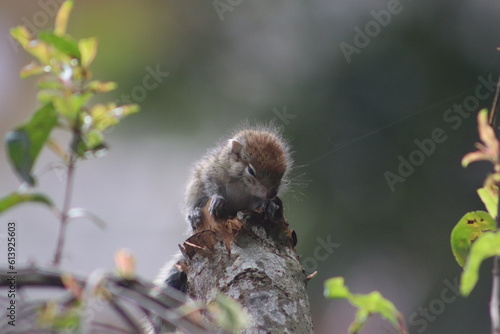 Squirrel on a tree.