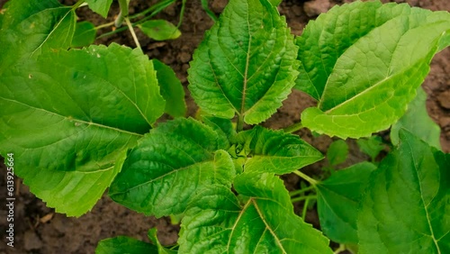 Wallpaper Mural Sunflower grows on the field. Selective focus. Torontodigital.ca
