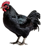 Black chicken isolated on white background as transparent PNG, generative AI animal