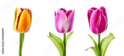 Collection of tulips flowers isolated on transparent background