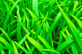 Young green grass in a meadow. Background of nature.
