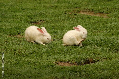 Rabbit family.