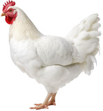 White chicken isolated on transparent background, generative AI animal