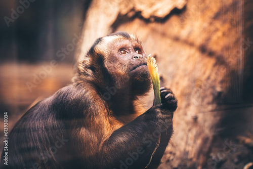 A little monkey eating plants photo