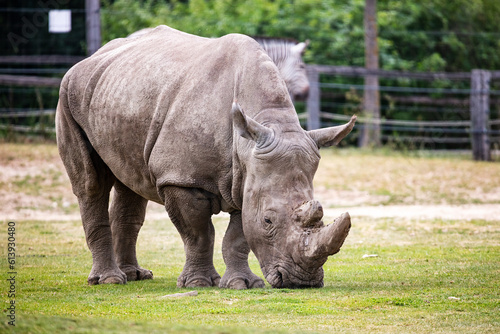 White rhinoceros. Mammal and mammals. Land world and fauna.