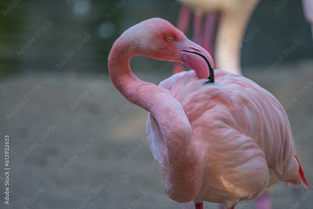 Naklejka premium Closeup of a beautiful flamingo. Close up of flamingo. Adorable Pink Flamingo Wildlife Animal