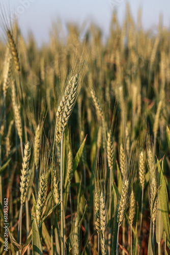 Żyto, dojrzewające na polu zboże, rolnictwo. Rye, cereal, agriculture.