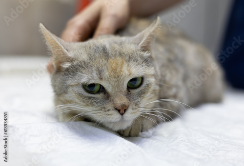 A cute stray cat sits on an examination table in a veterinary clinic. The cat looks around while the vet watches and comforts her. Homeless animal and veterinarian concept.