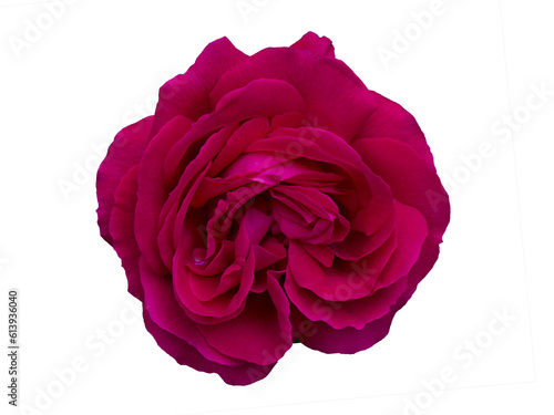 Single Dark magenta rose is on black background. Detail for creating a collage