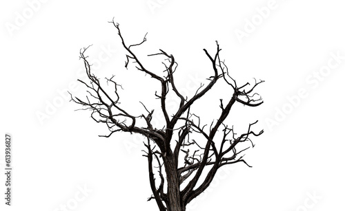 Drought tree silhouette isolated on transparent  dead tree trunk and branches  arid climate