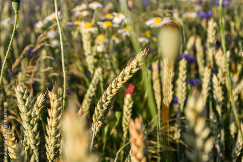 Pszenica, dojrzewające na polu zboże, rolnictwo. Wheat, cereal, agriculture. photo