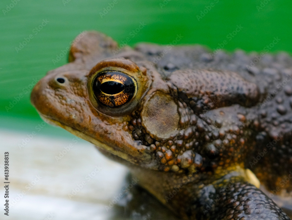 Obraz premium frog on a leaf