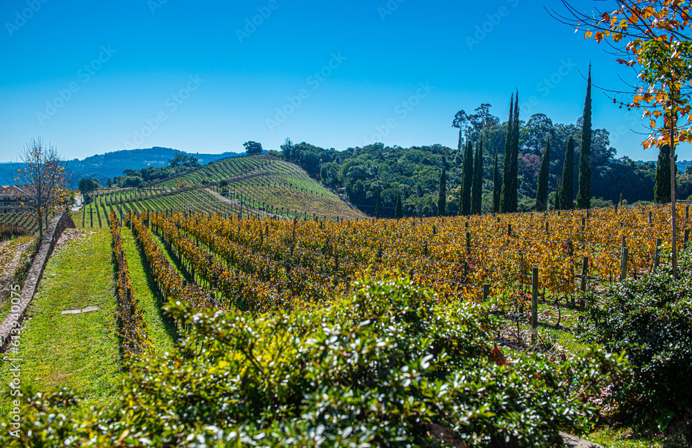 .Vineyard in Bento Gonçalves with plantations of Cabernet grapes.Sauvignon and Merlot