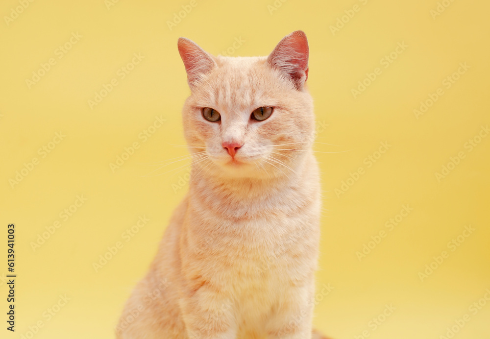 Portrait of funny striped cat in background in the studio. Place to copy text. Highlighted on solid yellow background. Concept of pets Portrait of funny striped cat in background in the studio. Place to copy text. Highlighted on solid yellow background. Concept of pets