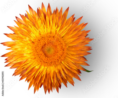 strawflower blossom isolated on transparent background