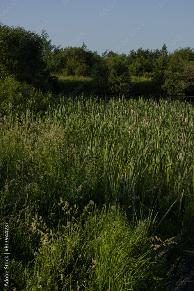 Obraz premium Landscape, view of the lake and the shore, green trees and water surface