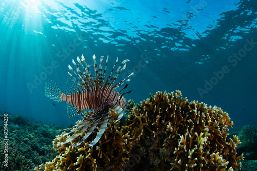 A Lionfish  Pterois volitans  hunts for small prey on a coral reef in Indonesia. Lionfish are common reef predators in the Indo-Pacific region.