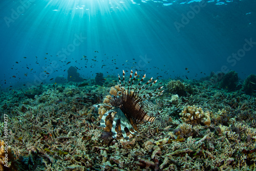 A Lionfish  Pterois volitans  hunts for small prey on a coral reef in Indonesia. Lionfish are common reef predators in the Indo-Pacific region.