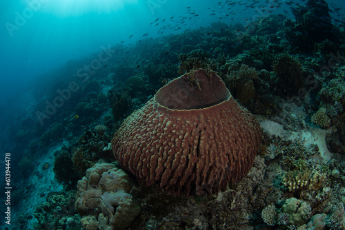 A large barrel sponge, Xestospongia testudinaria, grows on a reef slope near Komodo National Park, Indonesia. These large filter feeders are common throughout Indo-Pacific reefs.