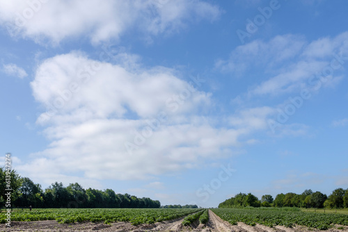 Potato field in Overijssel || Aardappelveld in Overijssel photo