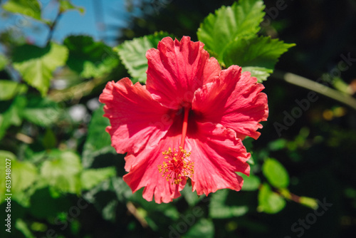 Close up macro view of a pink hawaiian hibiscus flower on the island of Kauai, Hawaii