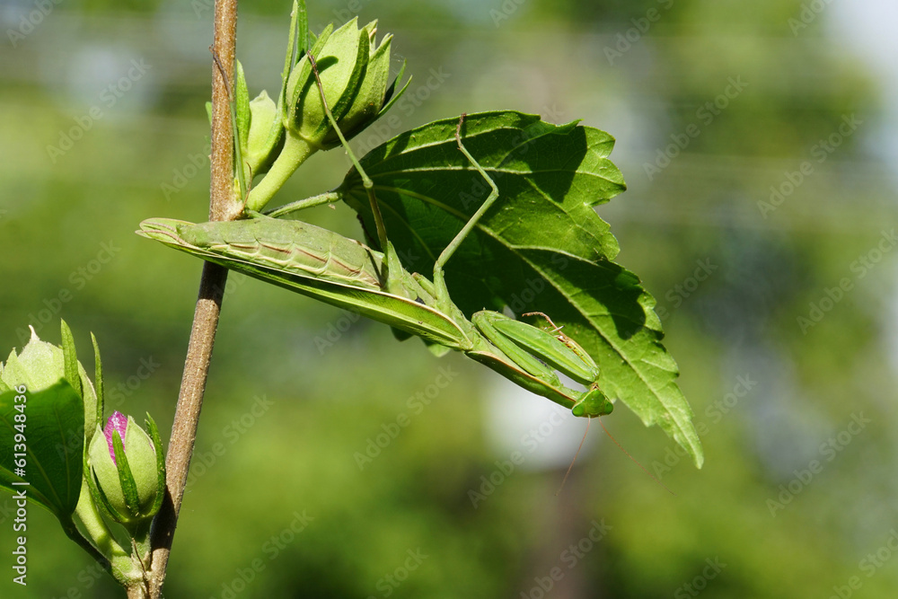 Macro Caucasian Mantis religiosa on blue sky Macro Caucasian Mantis religiosa on blue sky