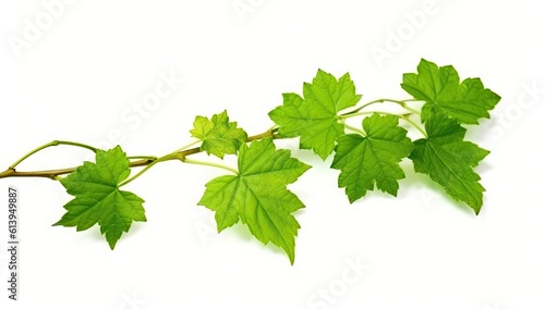 vine_with_leaves_is_growing