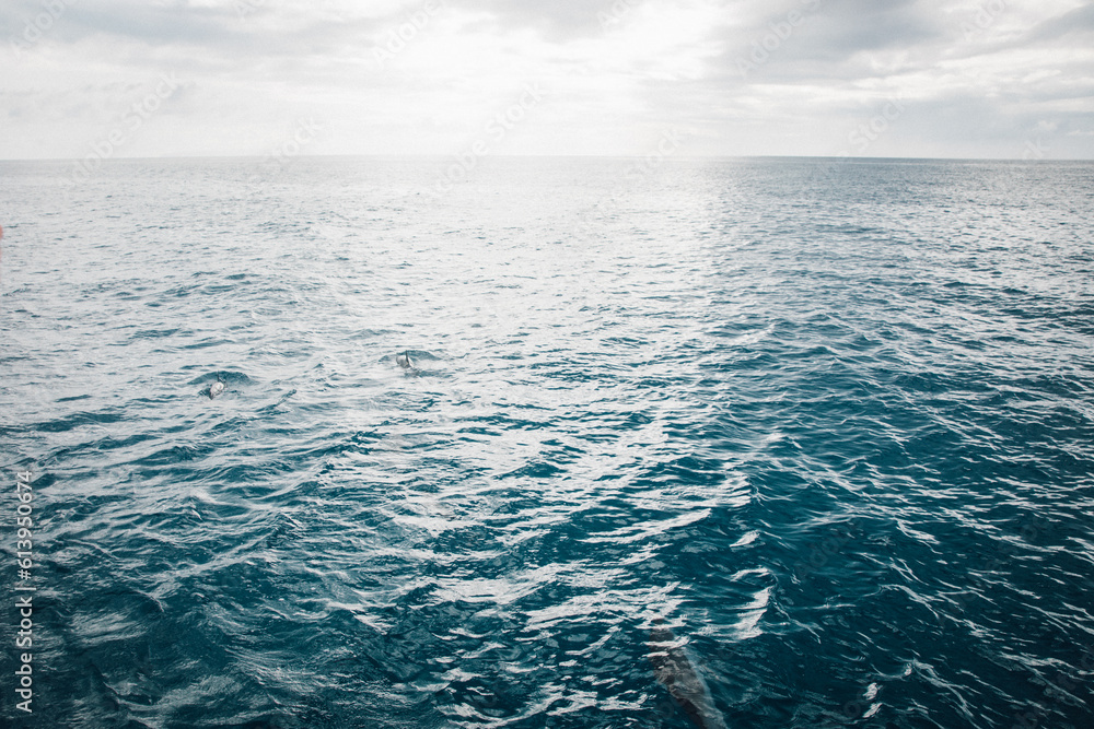 Looking out of the boat at whales in the water off the coast of Kauai, Hawaii Looking out of the boat at whales in the water off the coast of Kauai, Hawaii