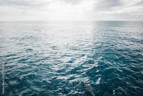 Looking out of the boat at whales in the water off the coast of Kauai, Hawaii