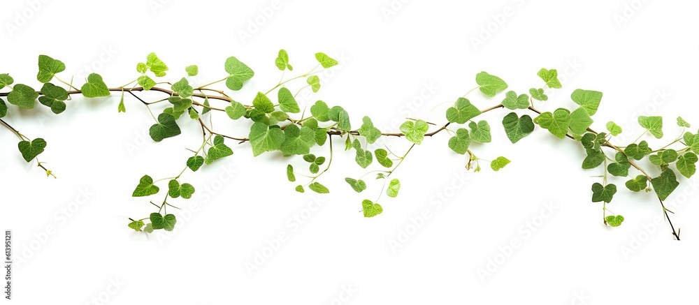 green_ivy_branch_isolated_on_white green_ivy_branch_isolated_on_white