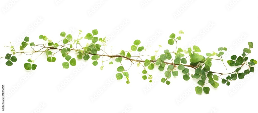 green_ivy_branch_isolated_on_white green_ivy_branch_isolated_on_white