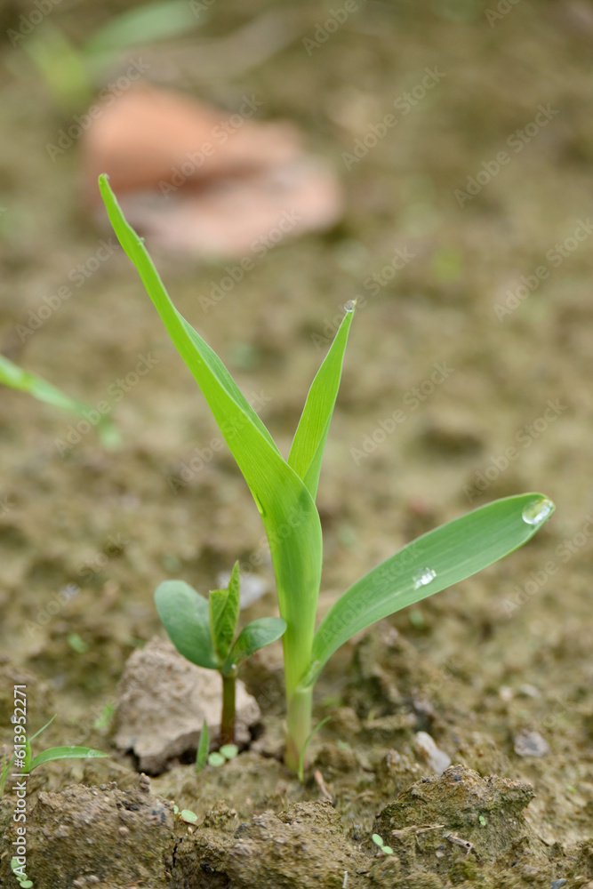 closeup the small green ripe corncob plant soil heap in the farm field with soil soft focus natural green brown background. closeup the small green ripe corncob plant soil heap in the farm field with soil soft focus natural green brown background.