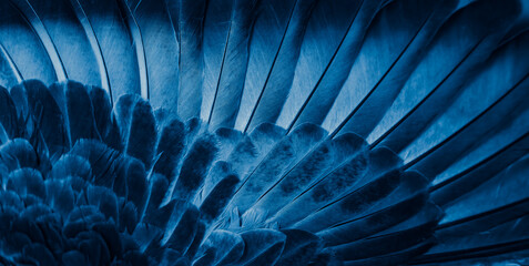 blue feather pigeon macro photo. texture or background