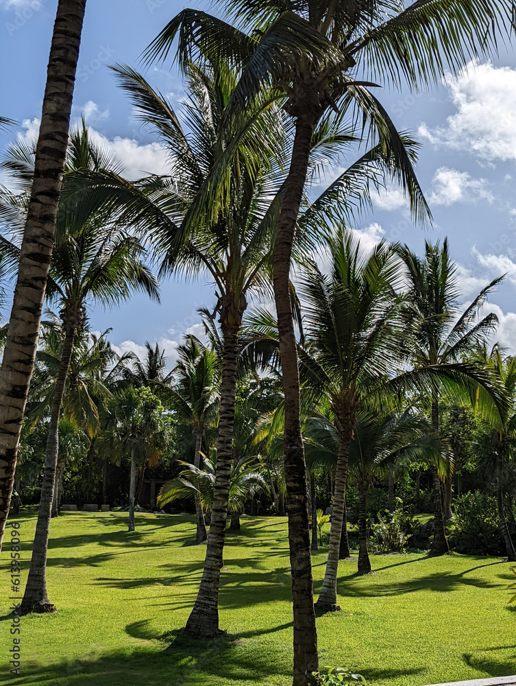 Beautiful palm trees on the beaches of Cozumel. Beautiful palm trees on the beaches of Cozumel.