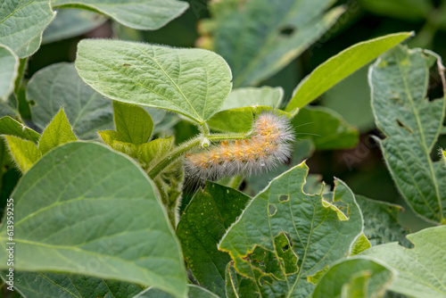 Yellow woolly bear caterpillar, Virginia tiger moth eating soybean plant leaf causing damage and injury. Agriculture crop insects, pest control and crop damage concept.
