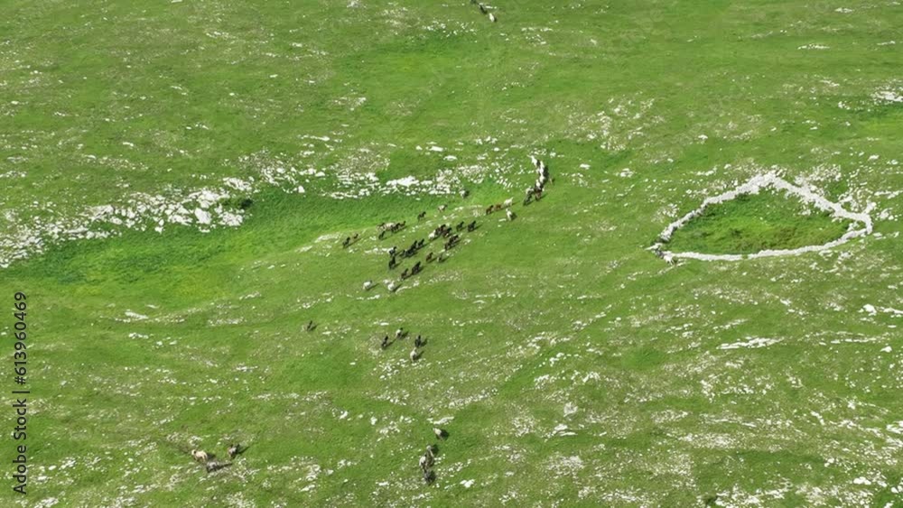 Epic Aerial Over Large Herd Of Wild Horses Running Galloping In Wild Nature Slow Motion Through Meadow Golden Hour Horse Breeding Ecology Exploration Power and Endurance Concept 4K Epic Aerial Over Large Herd Of Wild Horses Running Galloping In Wild Nature Slow Motion Through Meadow Golden Hour Horse Breeding Ecology Exploration Power and Endurance Concept 4K