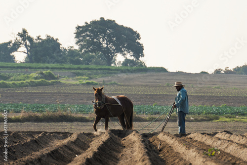 Принти на полотні Mexican peasant farmer tilling the land with a horse to sow amaranth