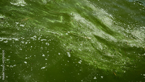In Black Sea Blue-green algae blooms, water in Odessa has become freshwater and green color. Environmental disaster caused by explosion of Kakhovka Hydroelectric Power Plant dam, Ukraine