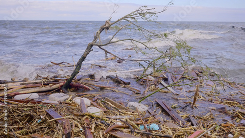 Trees with floating debris has reached Black Sea coastal zone in Odessa, Ukraine. Environmental disaster caused by the explosion of Kakhovka Hydroelectric Power Plant dam photo