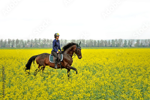 Purebred horse with rider on a rapeseed field © Mykola