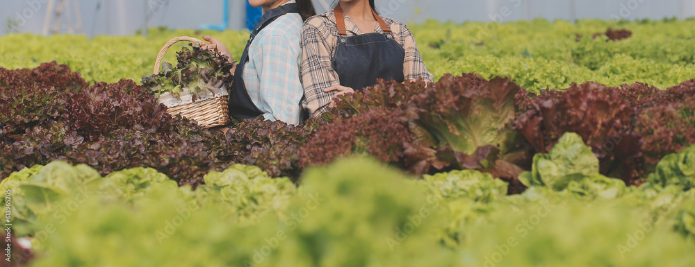Φωτογραφία farmer cultivate healthy nutrition organic salad vegetables in hydroponic agribusiness farm