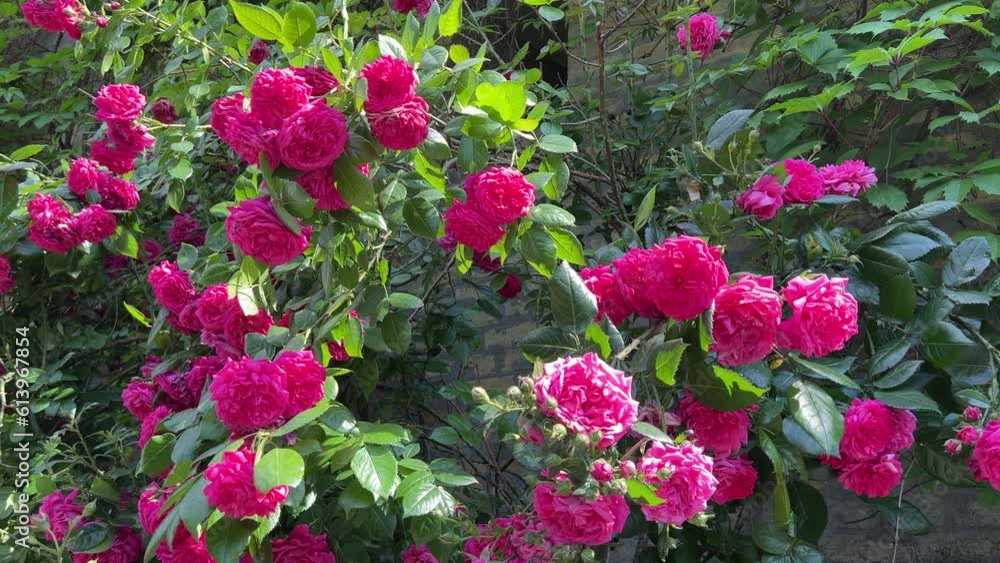 Rose pink flowers climbing bush in the wall. Rose pink flowers climbing bush in the wall.