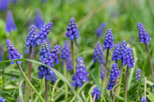 Muscari armeniacum ornamental springtime flowers in bloom  Armenian grape hyacinth flowering blue plants in the garden